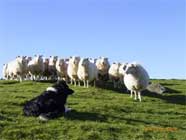 gwen working welsh mountain sheep